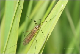 <p>TIPLICE SKVRNITÁ (Nephrotoma appendiculata) ---- /Spotted crane fly/</p>